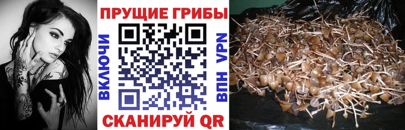 Псилоцибиновые грибы Psilocybe  Купить закладки  Бодайбо 